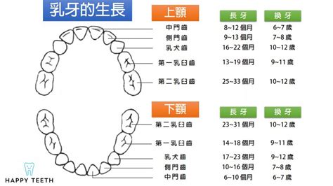 牙齒總數|認識牙齒